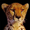 /saret/ChocolateyPackages/raw/commit/d2519cc82c87e146c3f0f789cebbe181a9fe64d8/Python.Cheetah/Python.Cheetah.jpg
